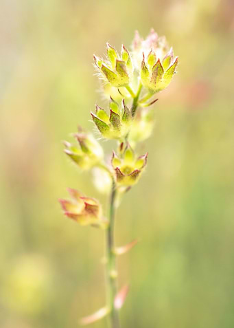 Small Wildflowers