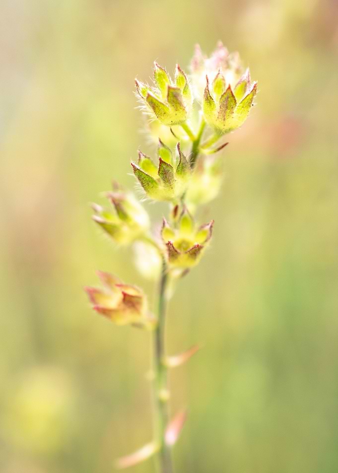 Small Wildflowers