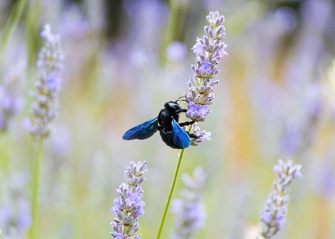 Insect on a flower