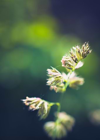 Grass Seeds