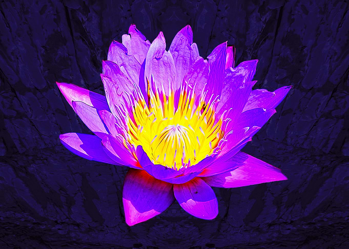 Purple Water Lily on Dark