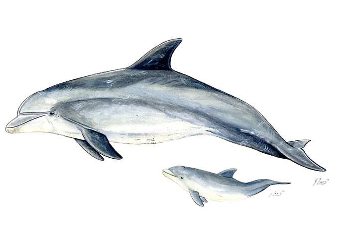 Bottlenose dolphin