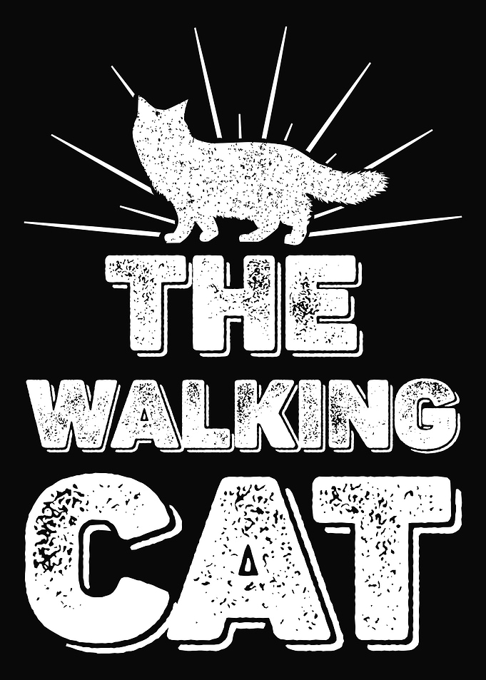 Cat Cats Feline Kitty Cat