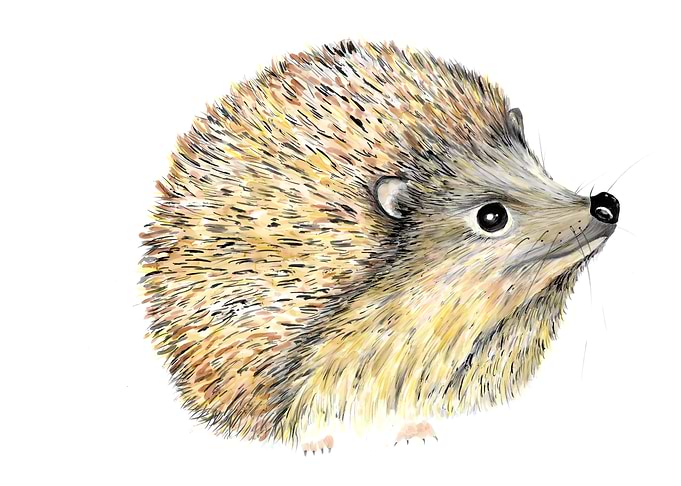 Mrs Tiggy Winkle