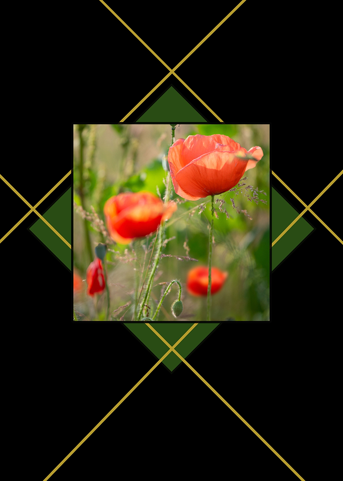 Poppy