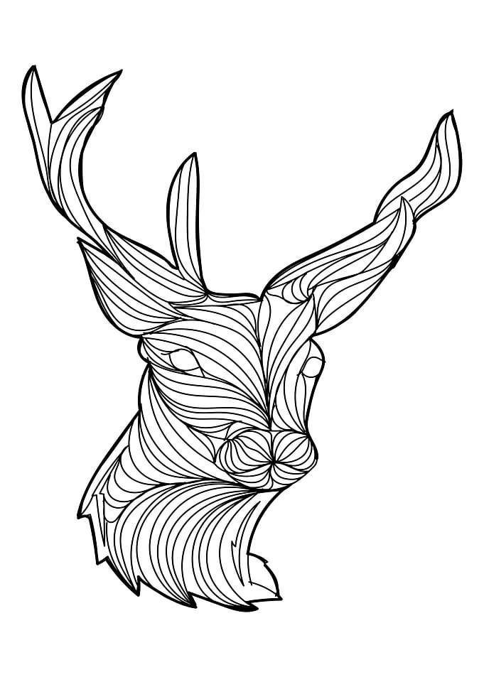 Deer