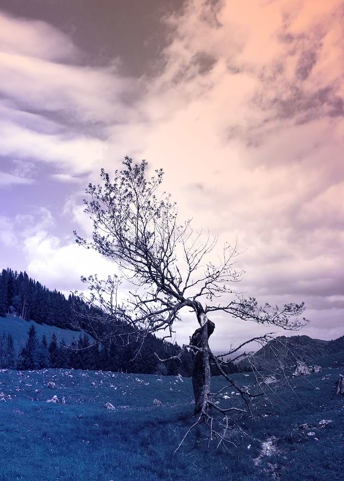 Spiritual Tree Yggdrasil