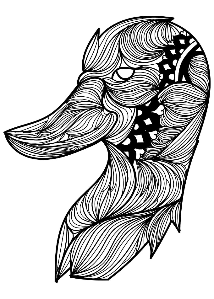 Duck