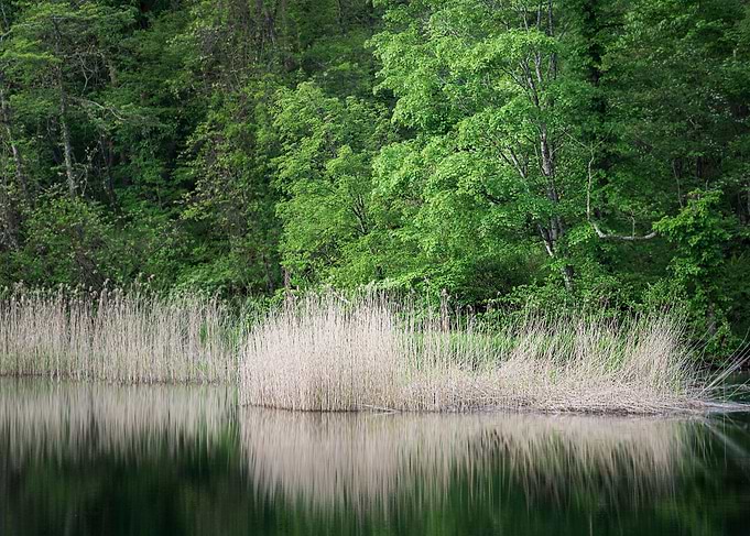 Yellow reeds and new green