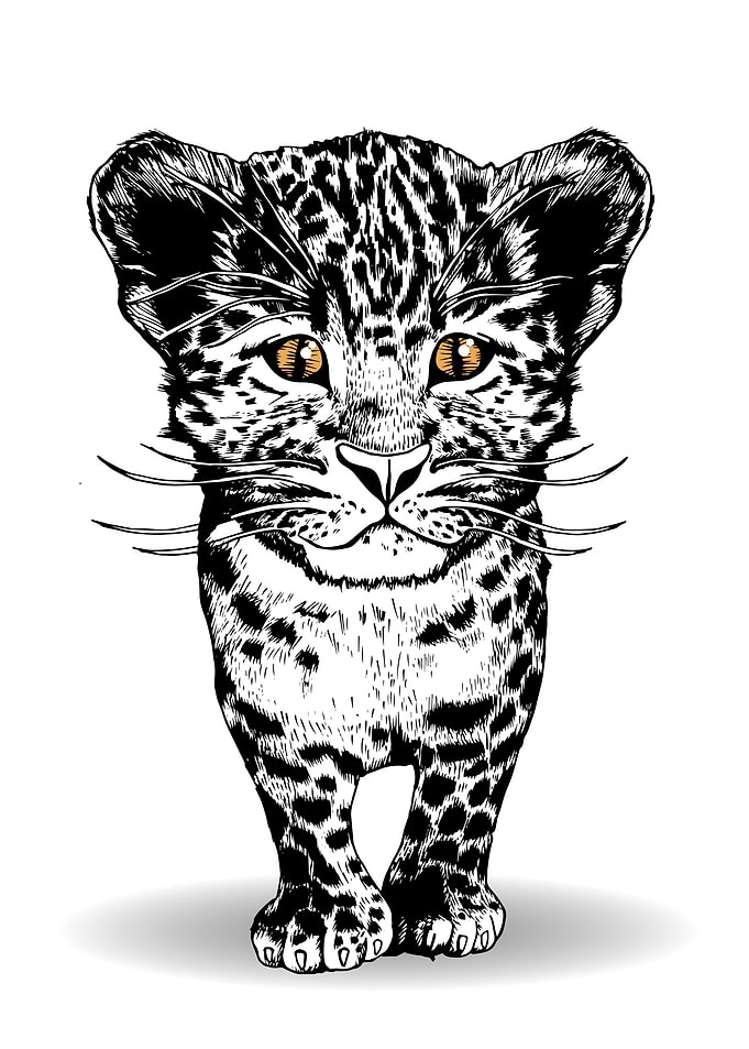 leopard cub