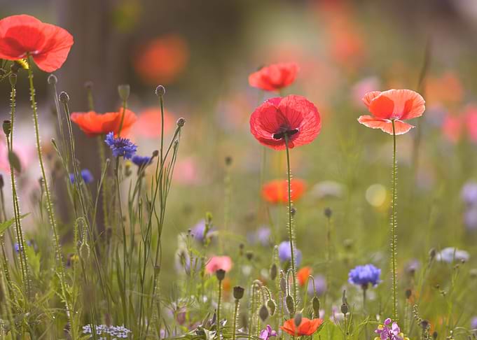 Red flowers