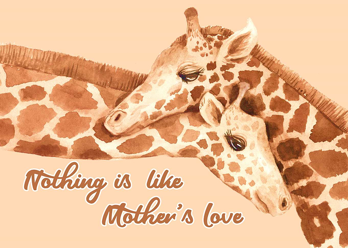 Giraffe Giraffes Africa