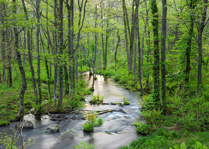 Sunrise new green stream
