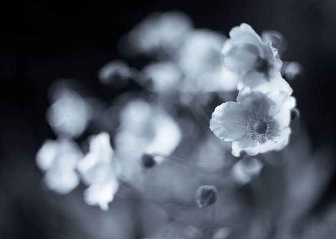 Garden B&W flower, meadow