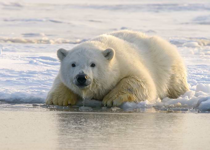 Polar Bear