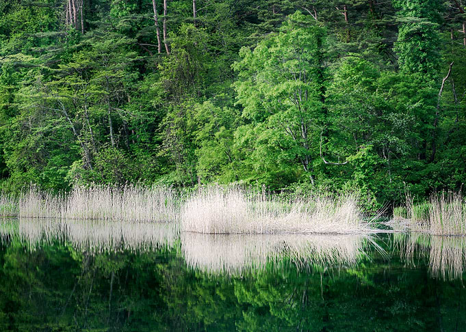 Yellow reeds and new green