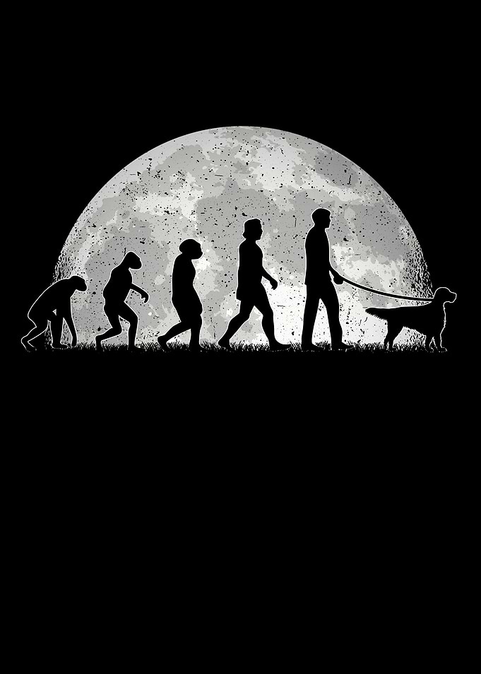 English Setter Evolution