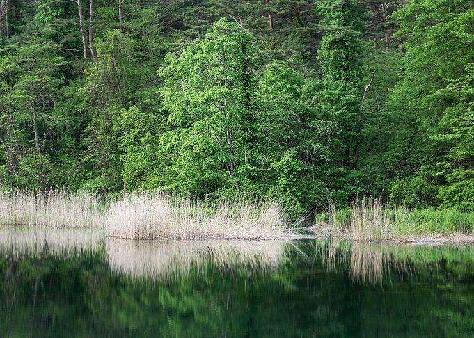 Yellow reeds and new green