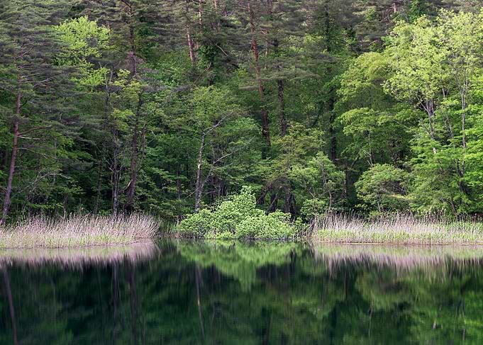 Yellow reeds and new green