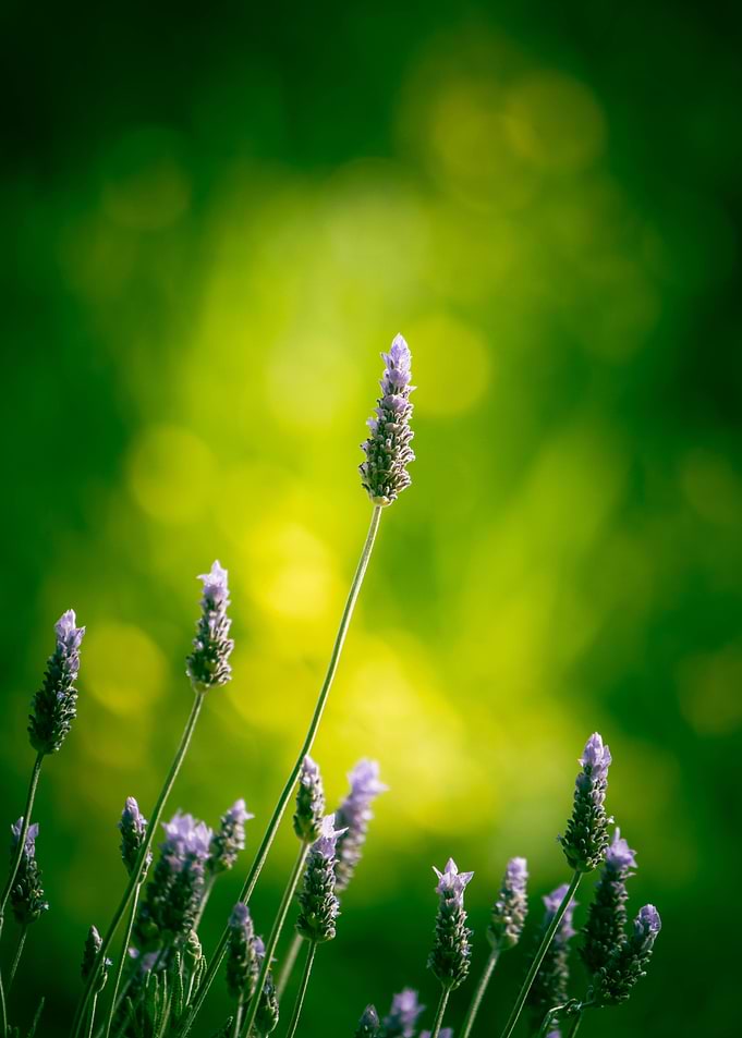 Green Lavender