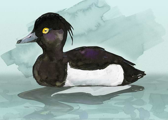 Tufted Duck watercolor
