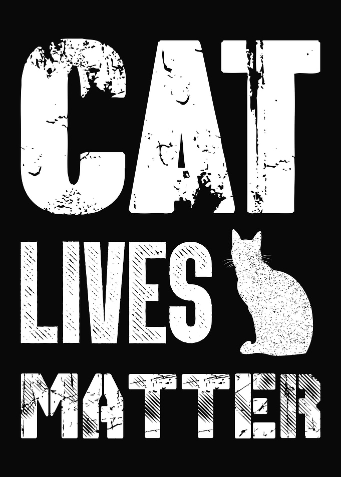 Cat Cats Feline Kitty Cat