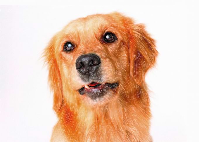Longhaired golden