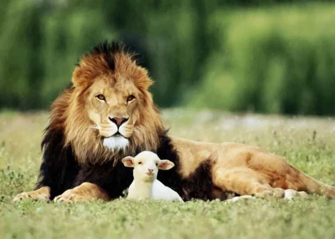 Lion And Lamb