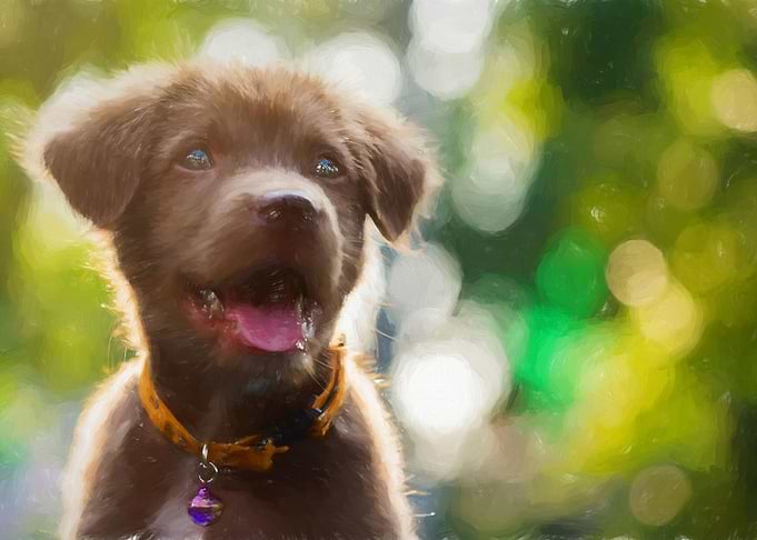 Dog Bokeh Labrador Retriev