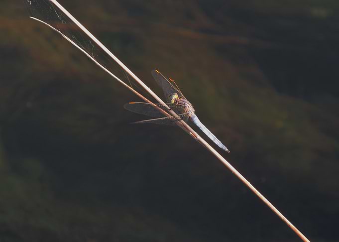 Resting Dragonfly Photo