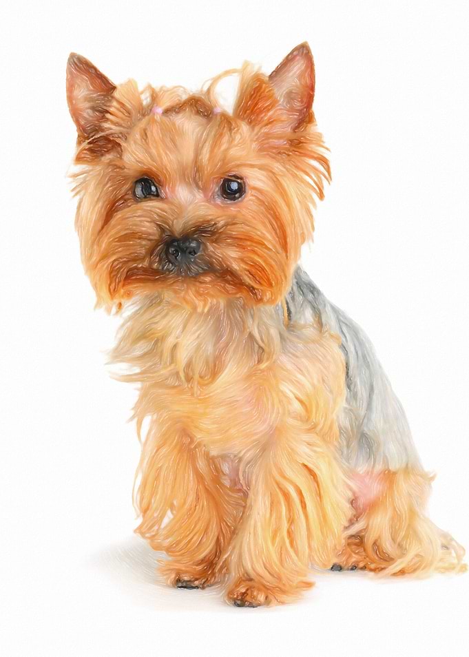 Yorkshire terrier painting