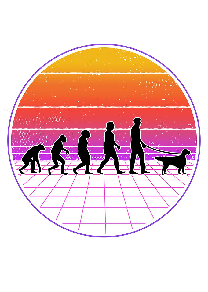 English Setter Evolution