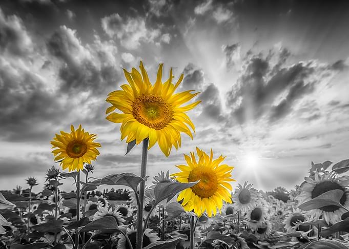 Yellow pop sunflowers