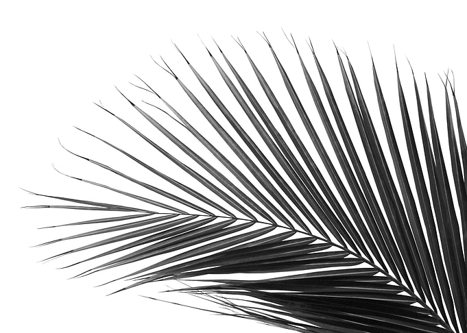 Minimal Palm Leaf 3