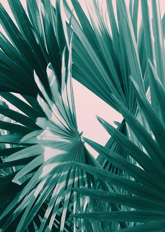 Fan Palm Leaves Delight 1