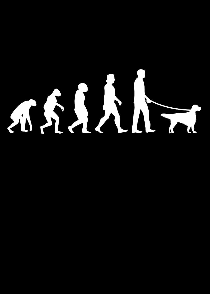 English Setter Evolution