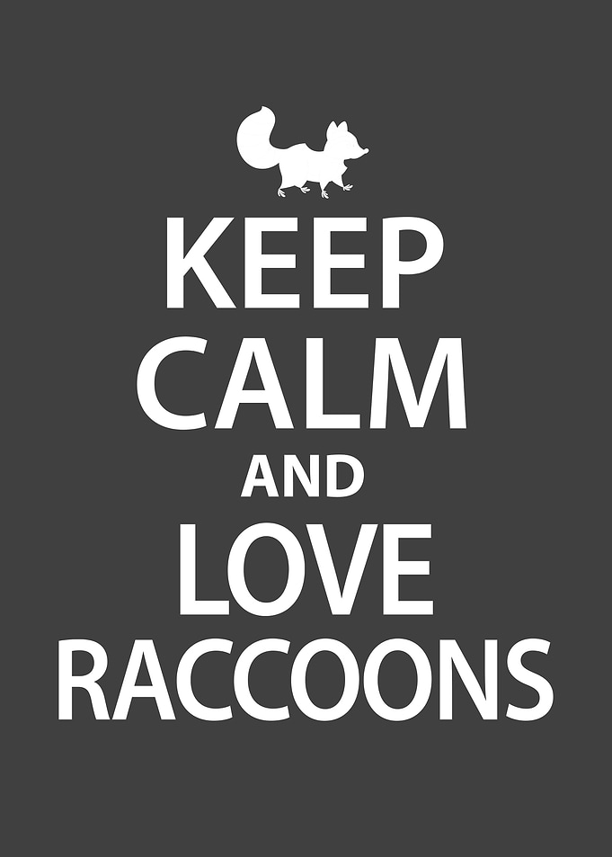 Racoon
