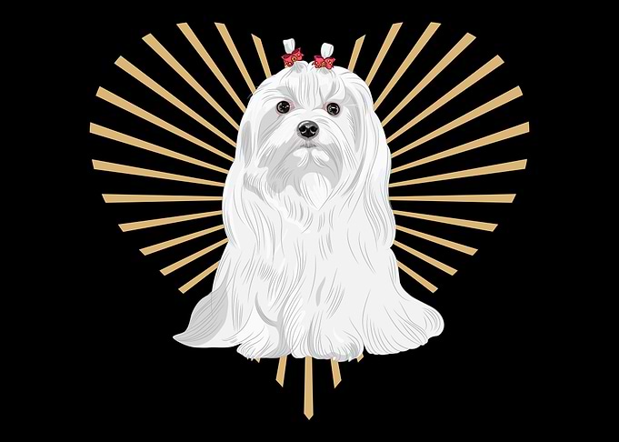 Maltese Heart Maltese Dog