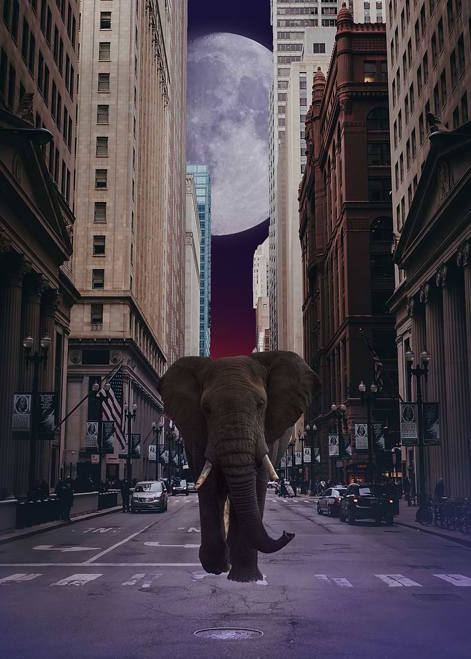 Elephant in new york