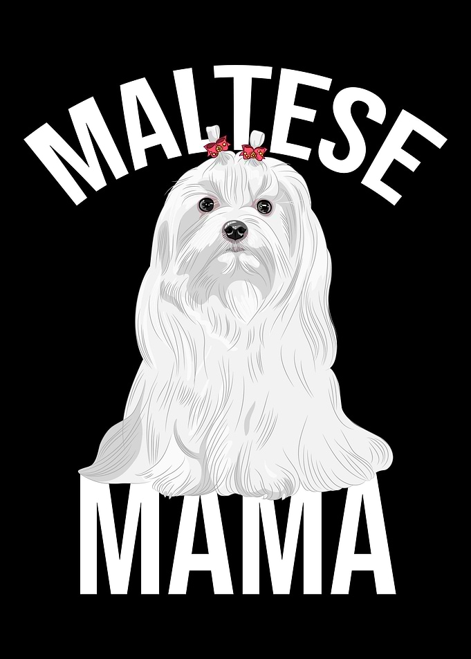Maltese Mama Maltese Dog
