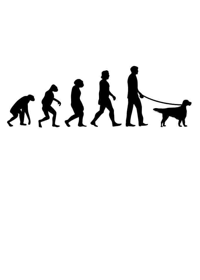 English Setter Evolution