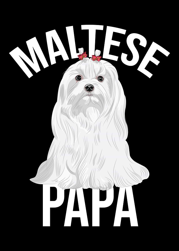 Maltese Papa Maltese Dog