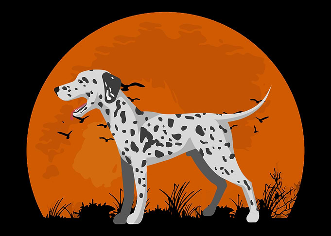 Dalmatian Sunset Dalmatian