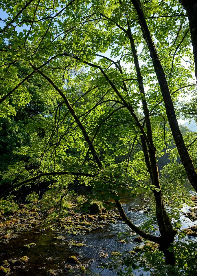 River Tree