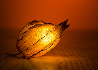 Light of Nature