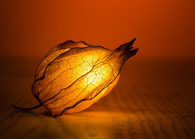 Light of Nature