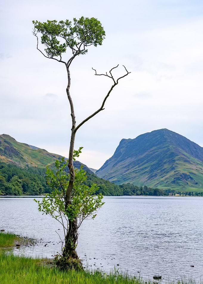Tree on a Lake