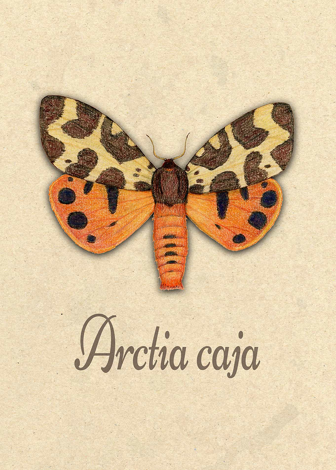 Garden tiger moth