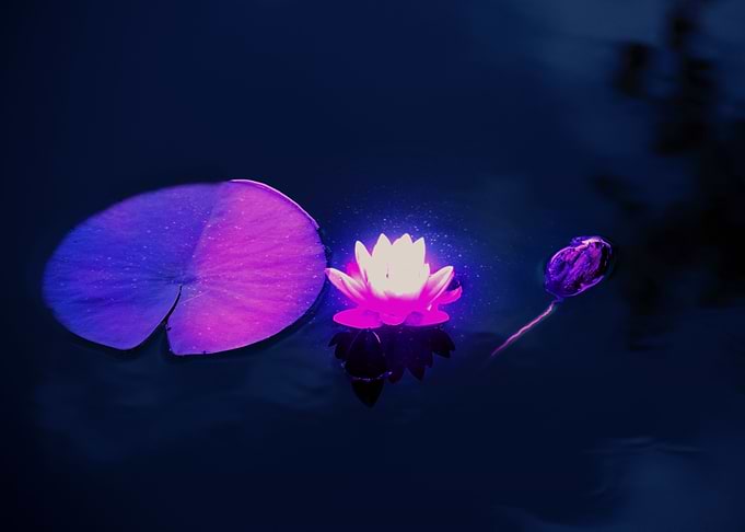 Glowing Flower
