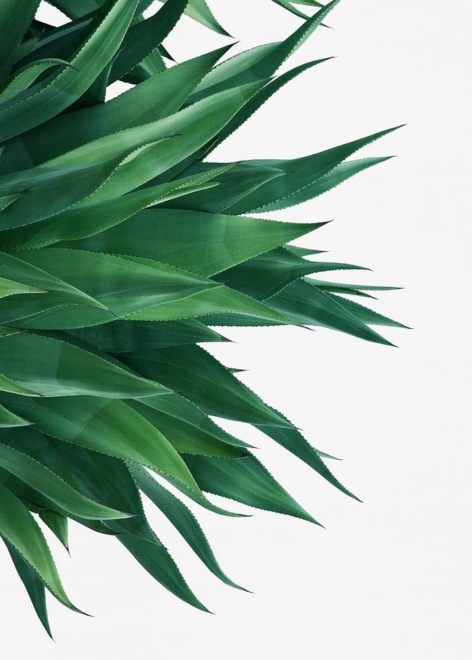 Agave Grandioso 1